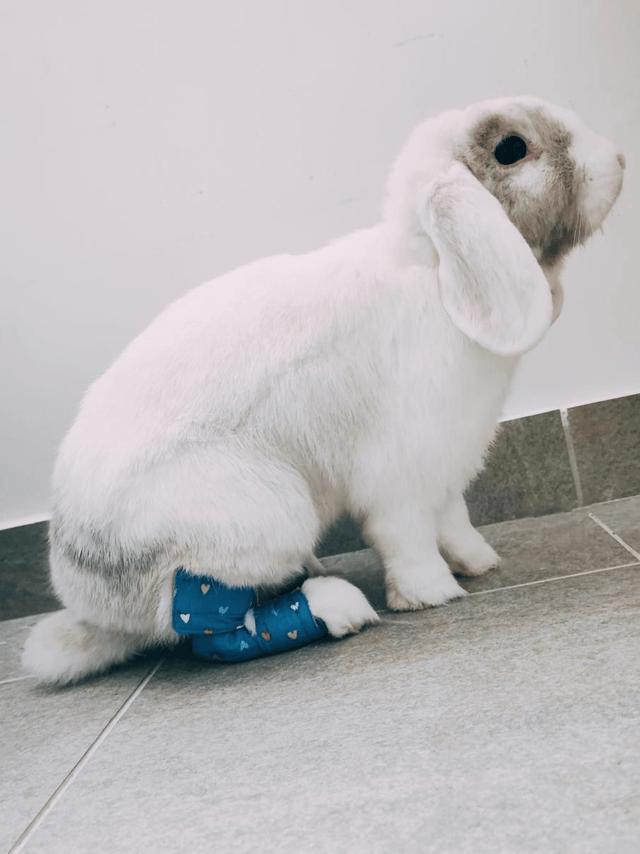 Chaussettes pododermatites M